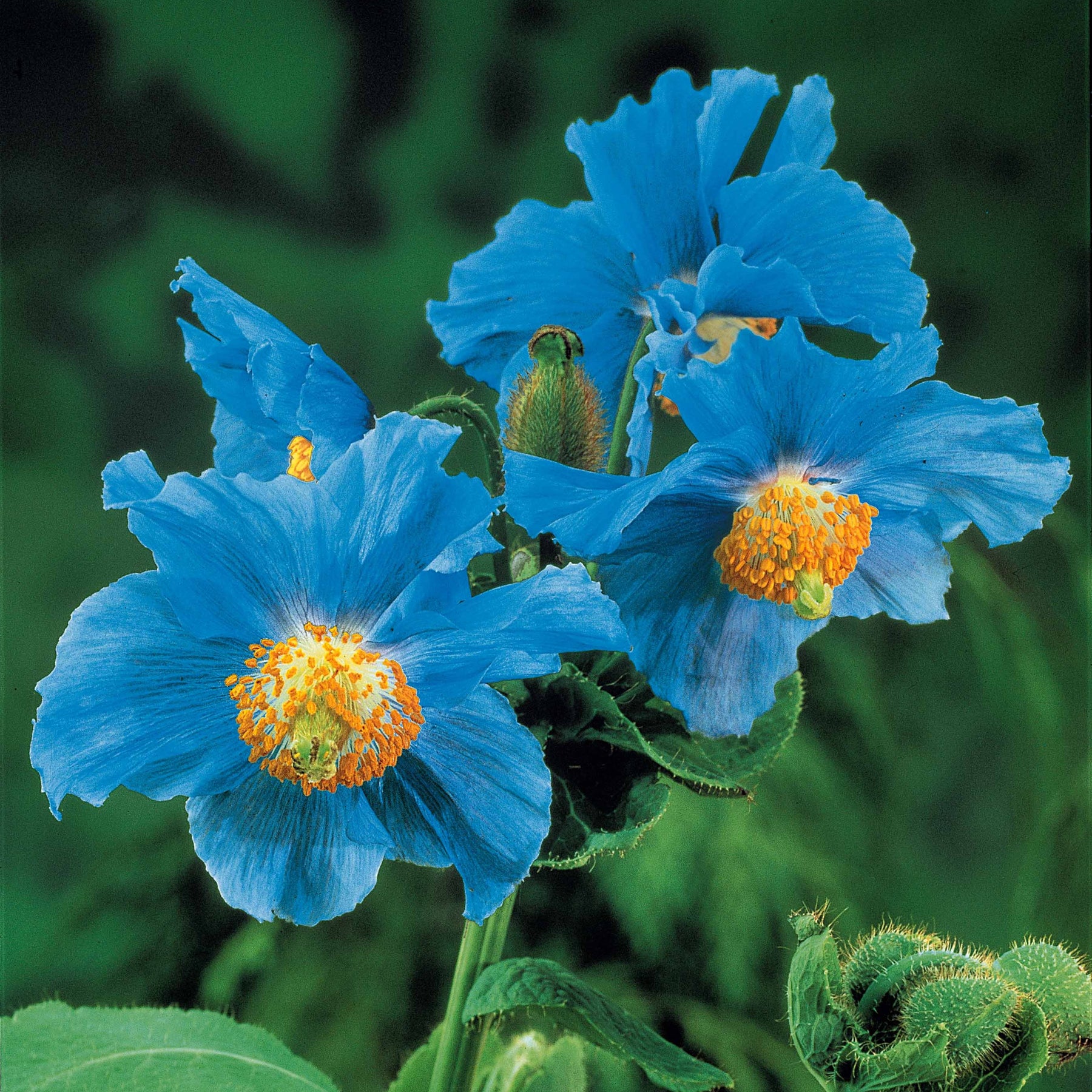 Meconopsis betonicifolia - 2 Pavots bleus de l'Himalaya - Fleurs vivaces