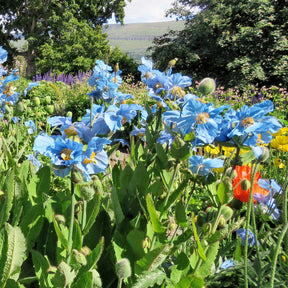 2 Pavots bleus de l'Himalaya - Meconopsis betonicifolia - Willemse