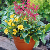Kit Pot fleuri pour balcon - Willemse