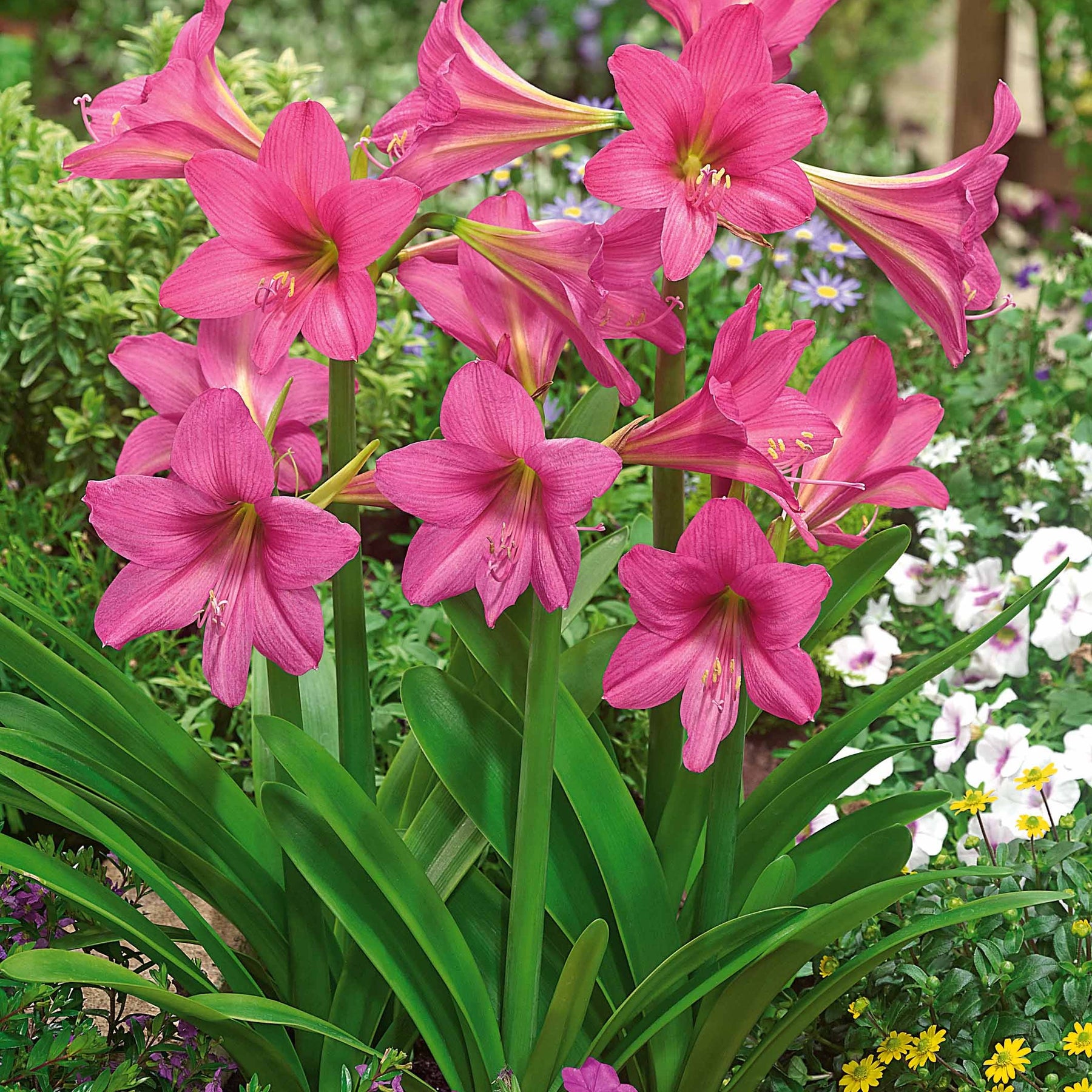 3 Amaryllis de jardin Douceur sucrée - Willemse