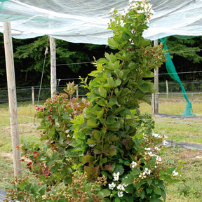 Rubus fruticosus reuben® - Mûrier Reuben - Mûrier