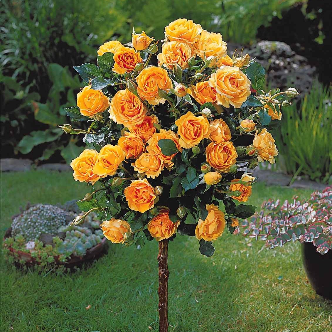 Rosier sur tige Sunsilk - Willemse
