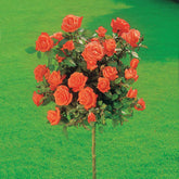 Rosier sur tige Ramona - Willemse