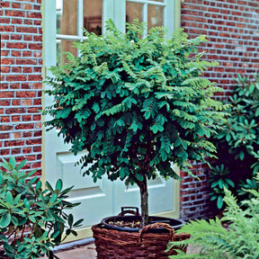 Acacia boule sur tige - Robinia pseudoacacia umbraculifera - Willemse