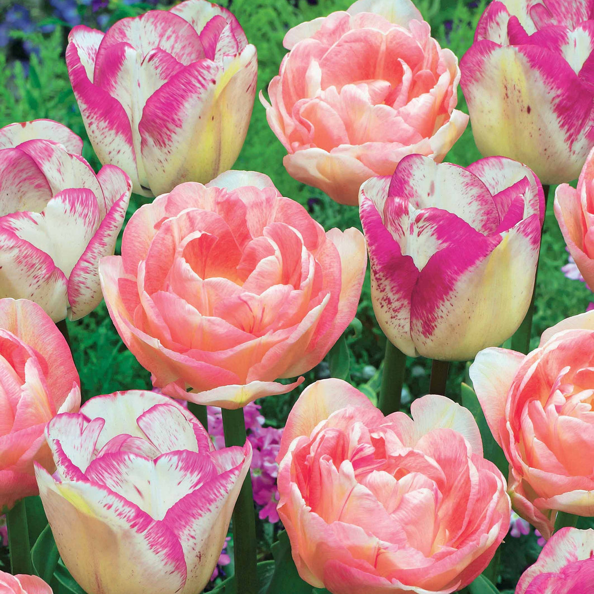 Collection de 20 Tulipes romantiques Angélique et  Shirley - Willemse