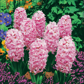 Hyacinthus orientalis - 3 Jacinthes roses - Jacinthe