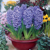 3 Jacinthes bleues - Willemse