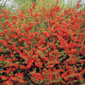 Cognassier à fleurs rouges - Chaenomeles speciosa Texas red - Willemse