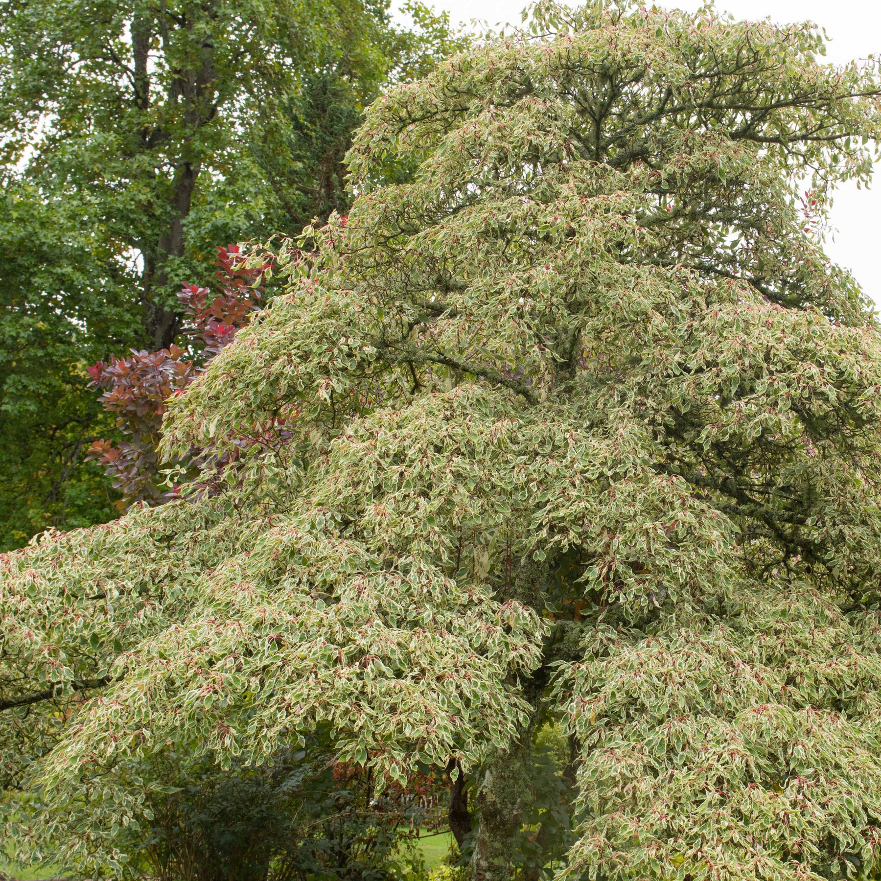 Cornouillers - Cornouiller des pagodes panaché - Cornus controversa variegata