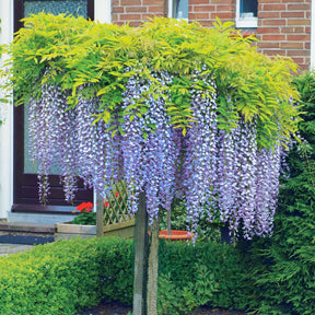 Wisteria sinensis - Glycine bleue sur tige - Glycines
