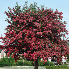 Aubépine rouge - Willemse