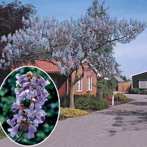Vente Paulownia tomentosa - L'Arbre impérial - Paulownia