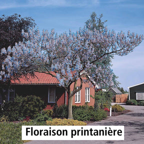 Vente L'Arbre impérial - Paulownia - Paulownia
