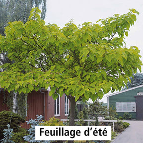 Vente Paulownia - L'Arbre impérial - Paulownia
