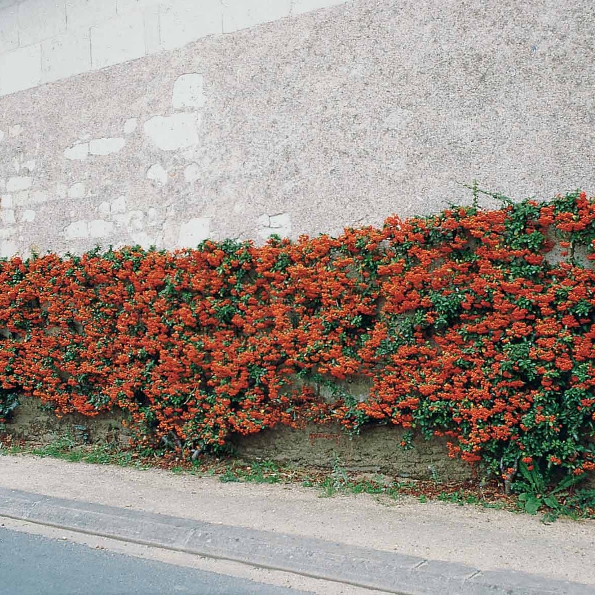 Pyracantha coccinea Saphyr Rouge - 3 Pyracantha Saphyr rouge - Buisson ardent - Pyracantha