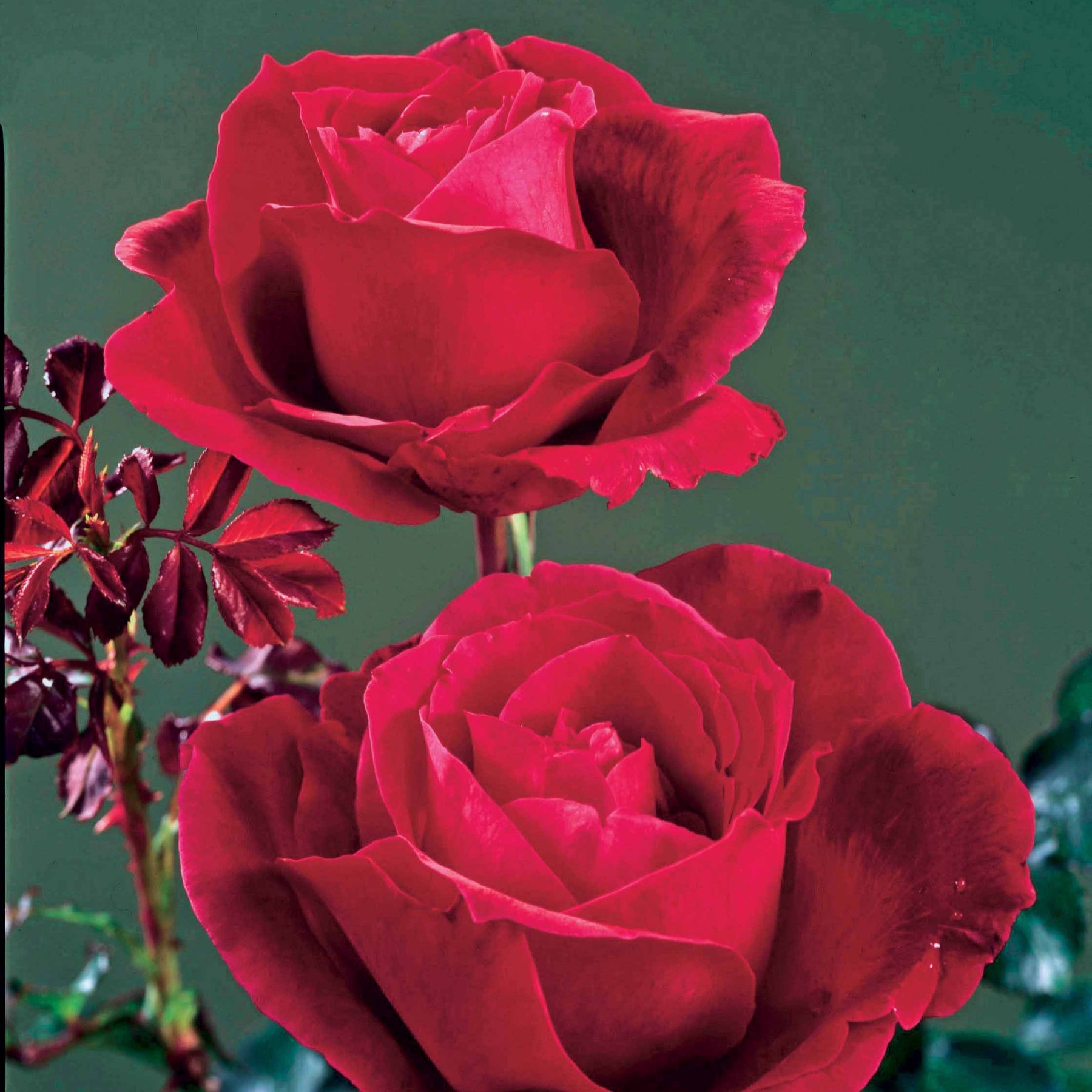 Rosiers buisson - Rosier buisson Mr Lincoln - Rosa mr lincoln