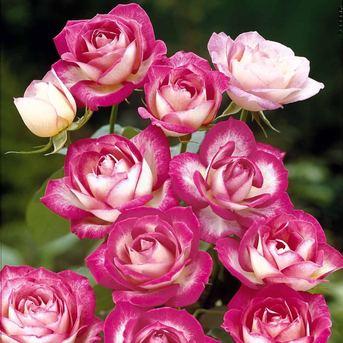 3 Rosiers à massif La Minuette - Willemse