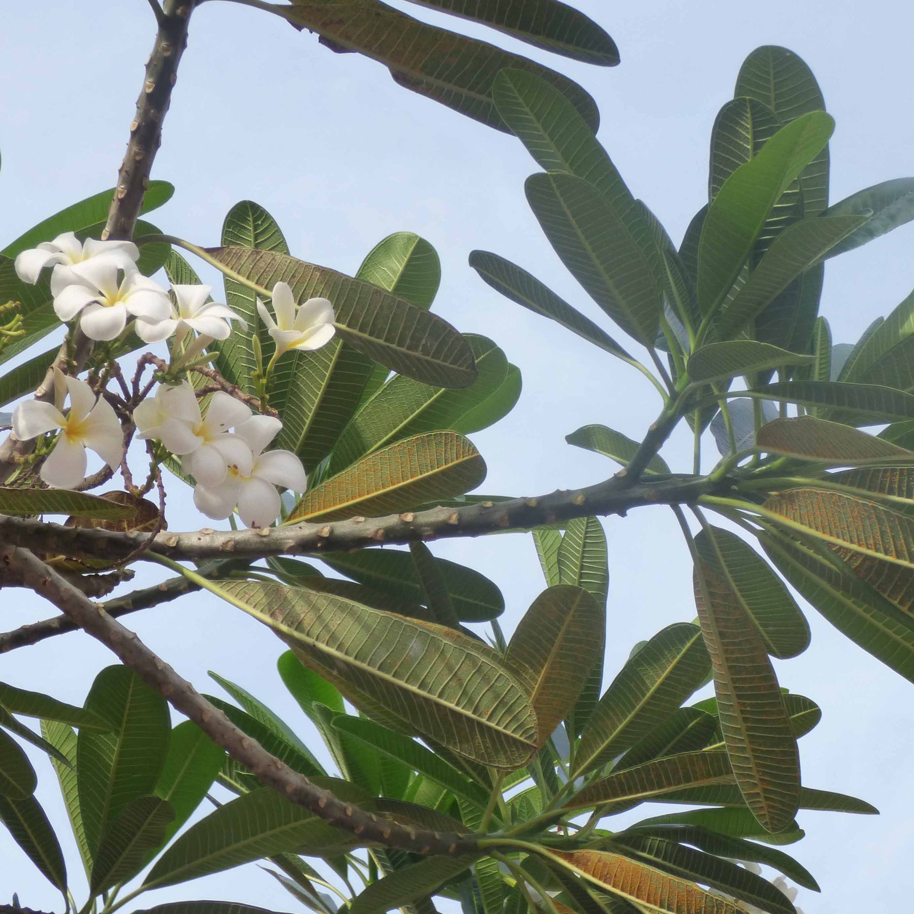 Plantes fleuries - Frangipanier - Plumeria alba