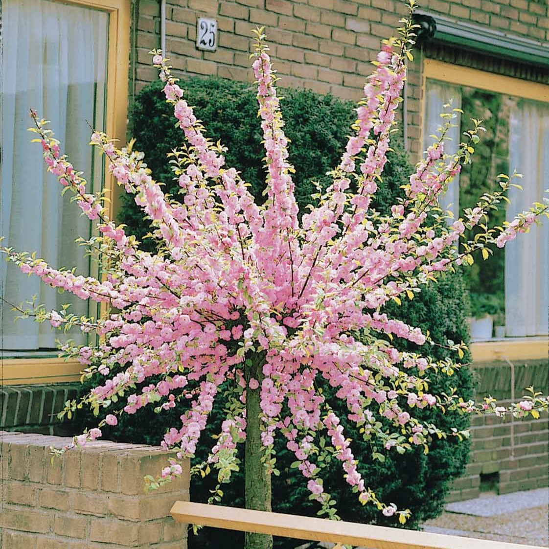 Amandier à fleurs sur tige - Prunus triloba - Willemse