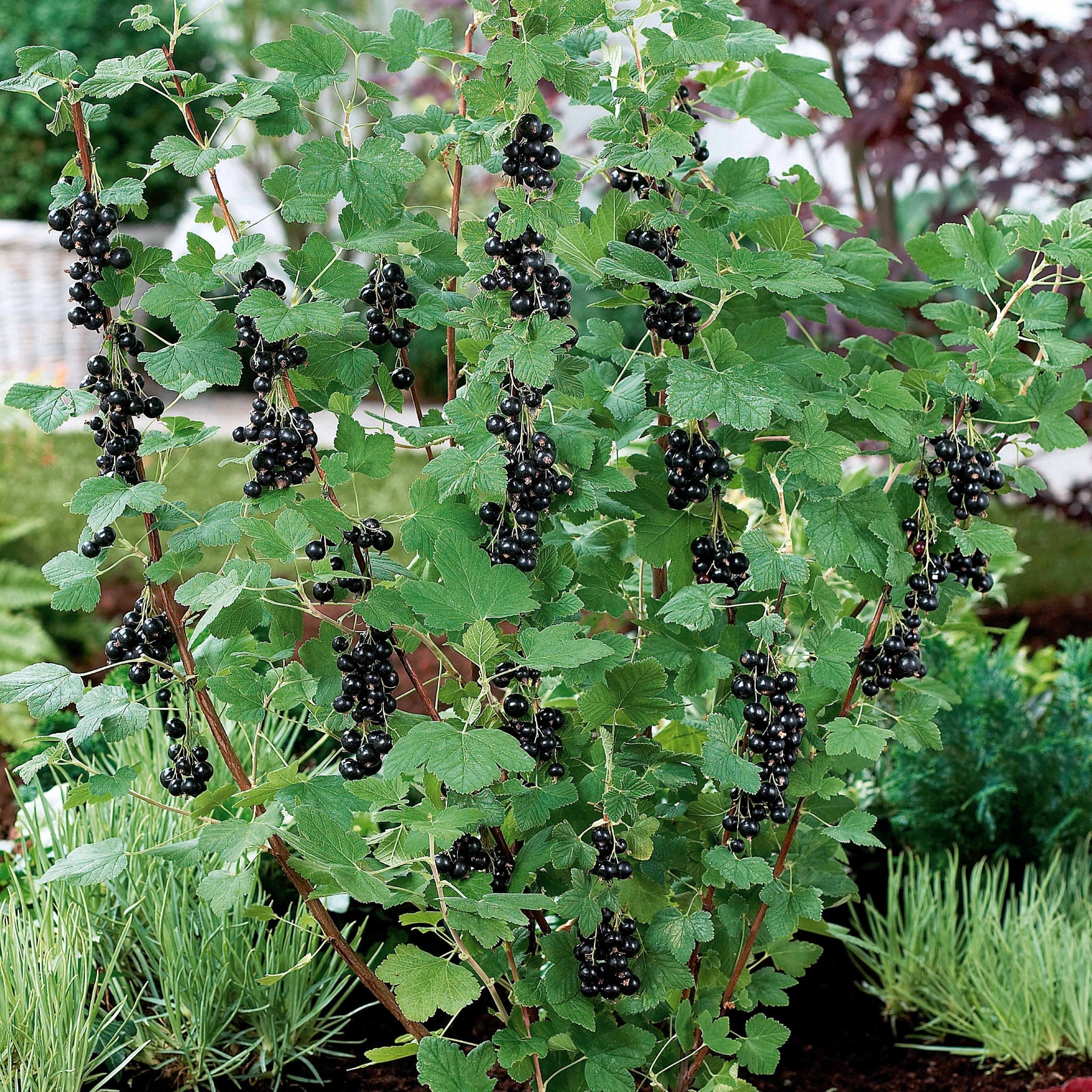 2 Cassissiers Neva ® Chereshnevas - Ribes nigrum neva ® chereshnevas - Willemse