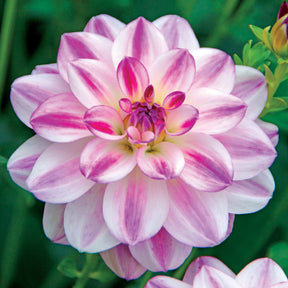 3 Dahlias caméléon Saint Martin - Willemse