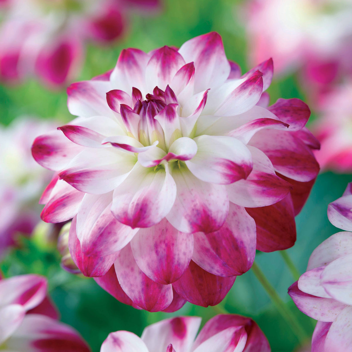 3 Dahlias caméléon Saint Martin - Dahlia saint martin - Willemse
