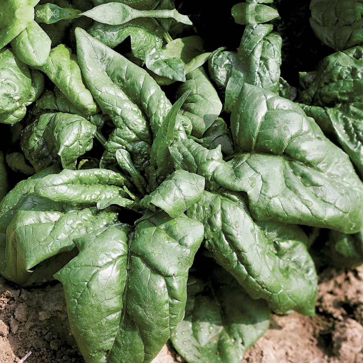 Epinard Lagos HF1 - Spinacia oleracea  lagos hf1 (obt. clause) (30 g) - Willemse