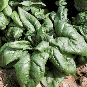Epinard Lagos HF1 - Spinacia oleracea  lagos hf1 (obt. clause) (30 g) - Willemse