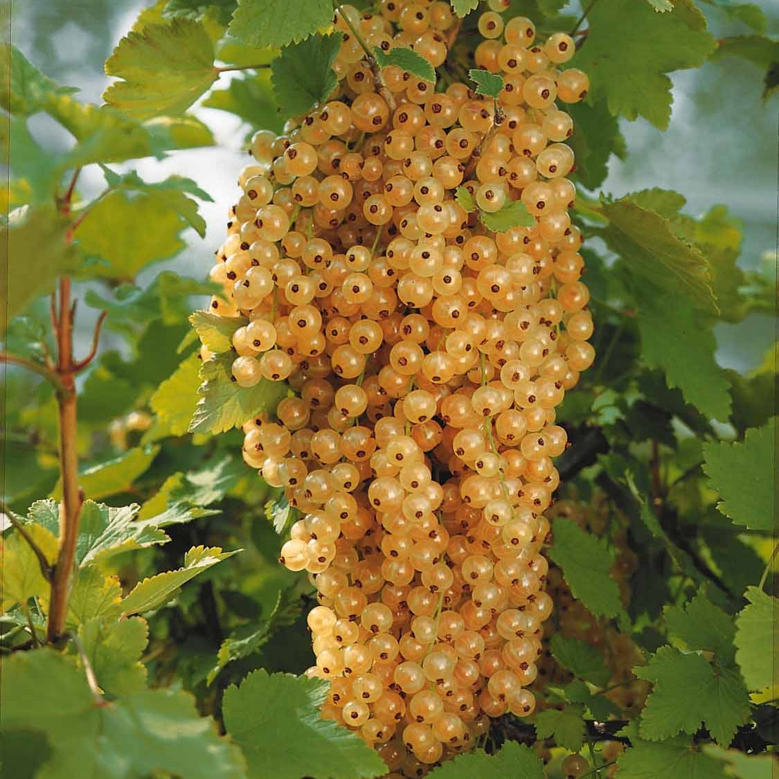 Groseillier - 2 Groseilliers Blanka - Ribes rubrum Blanka