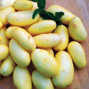 25 Pommes de terre Jazzy - Willemse