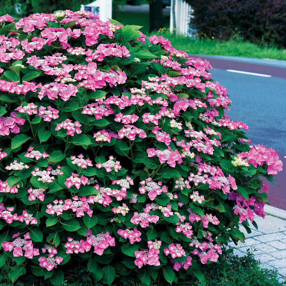 Hortensia Selina - Willemse