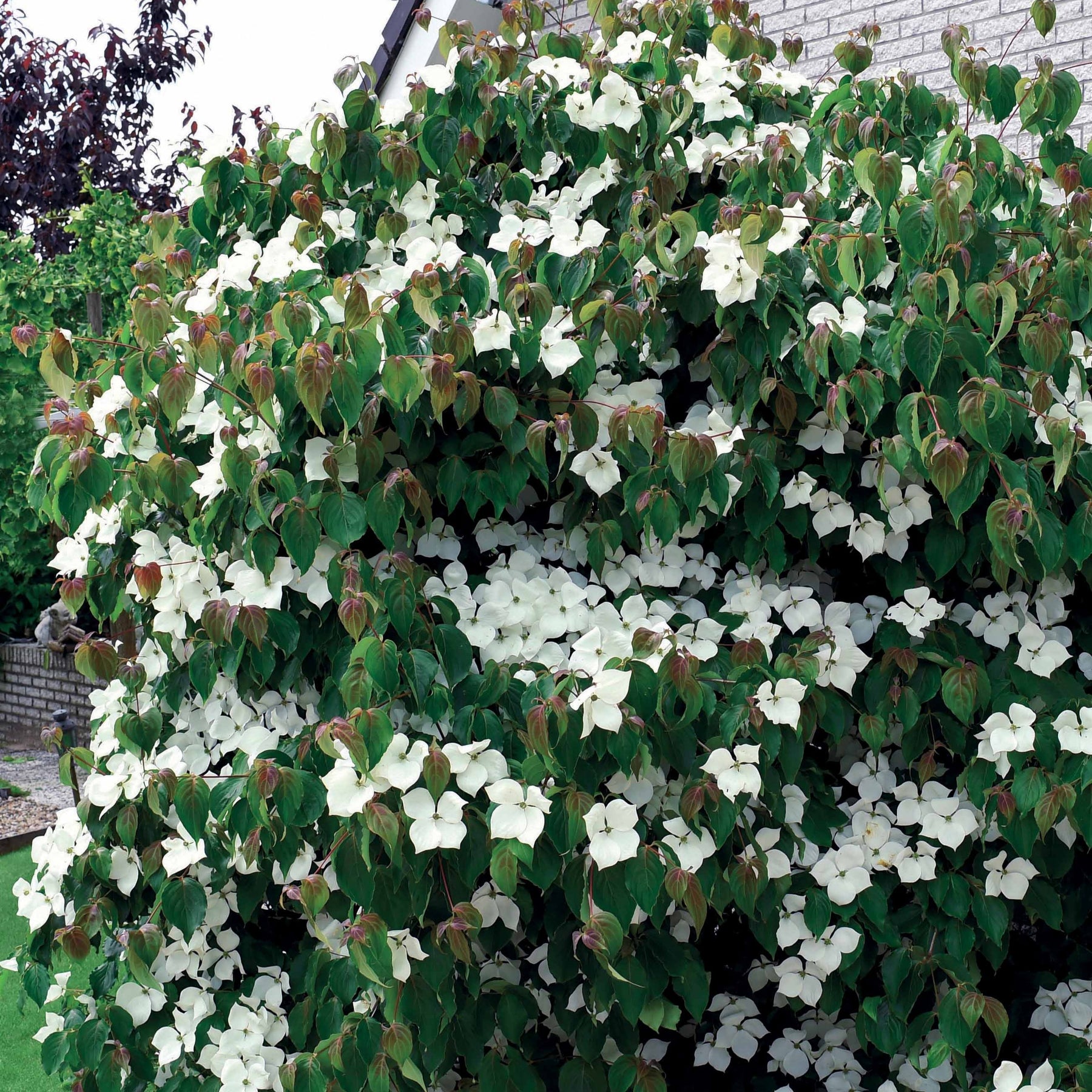 Cornouillers - Cornouiller du Japon - Cornus kousa