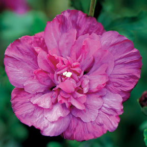 Hibiscus Magenta Chiffon - Hibiscus syriacus magenta chiffon - Willemse