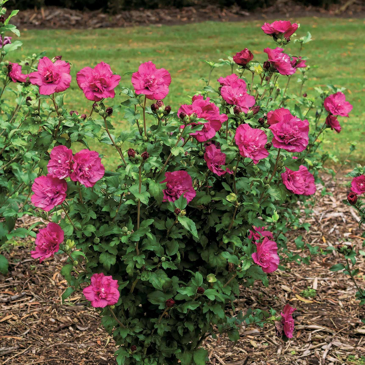 Hibiscus Magenta Chiffon - Willemse