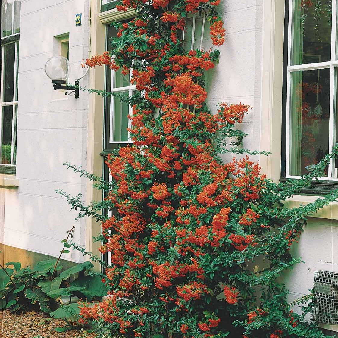 Pyracantha coccinea - Pyracantha rouge - Buisson ardent - Pyracantha