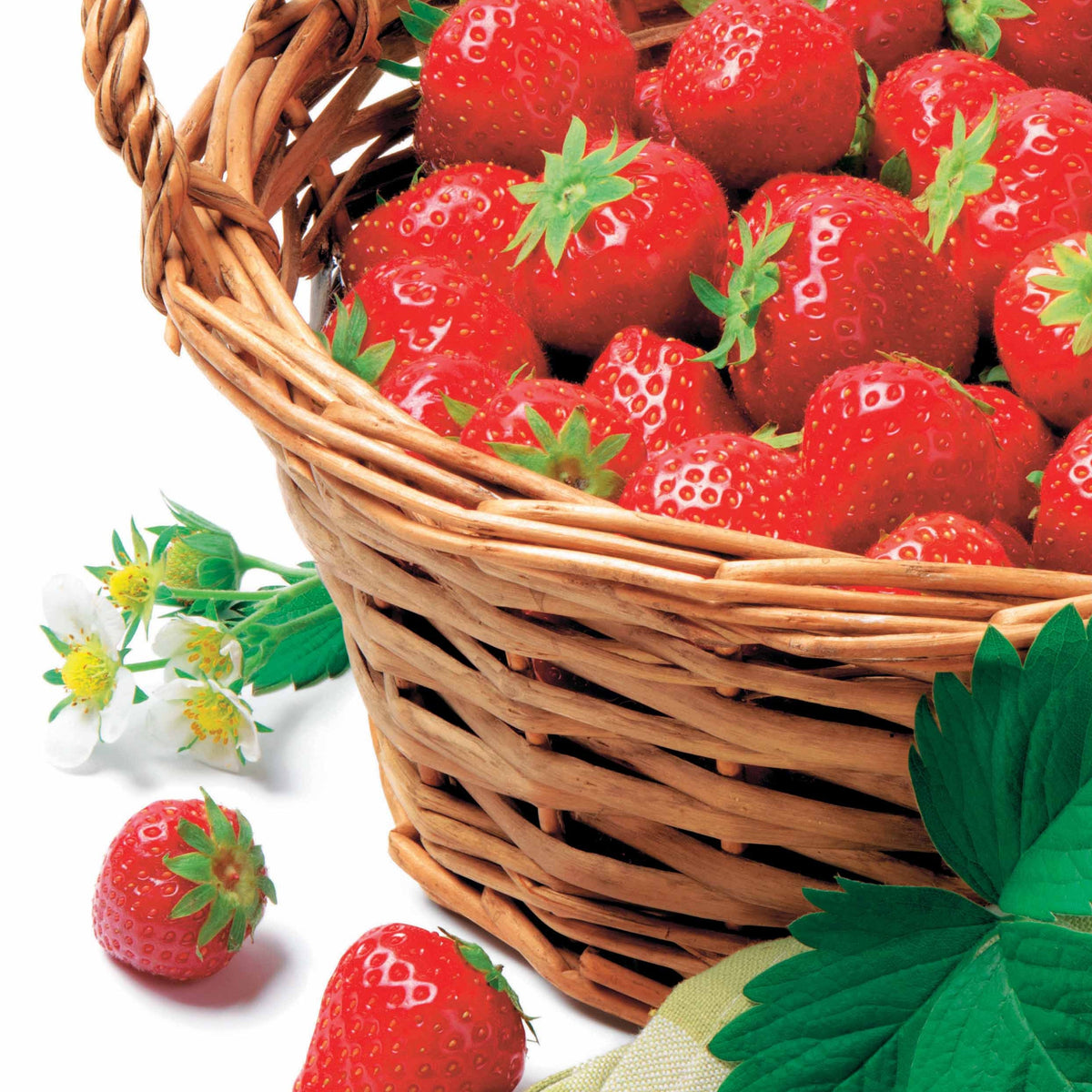 Fraisier Manille ® - Willemse