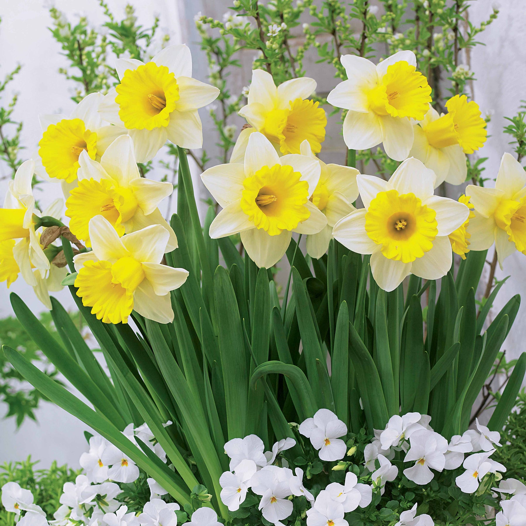 Vente 10 Narcisses Goblet - Narcissus goblet