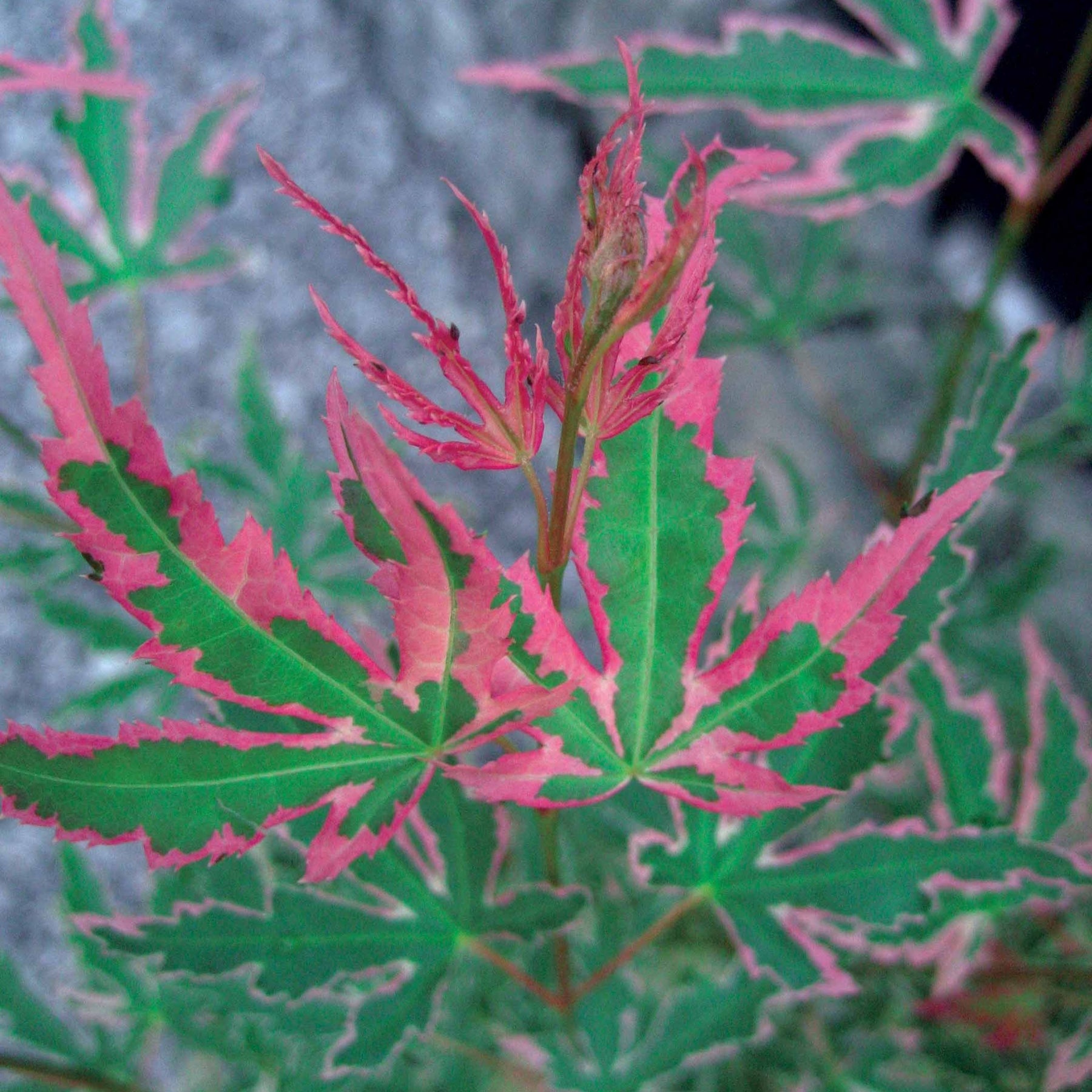 Vente Erable Taylor - Acer palmatum Taylor