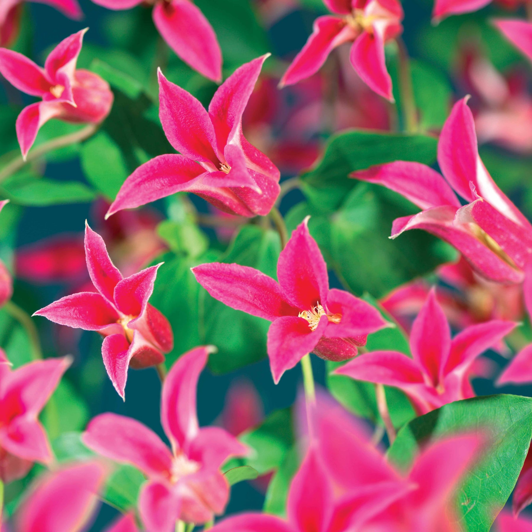 Vente Clématite Lady Diana ® - Clematis texensis Princess Diana ®