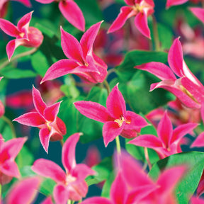 Vente Clématite Lady Diana ® - Clematis texensis Princess Diana ®