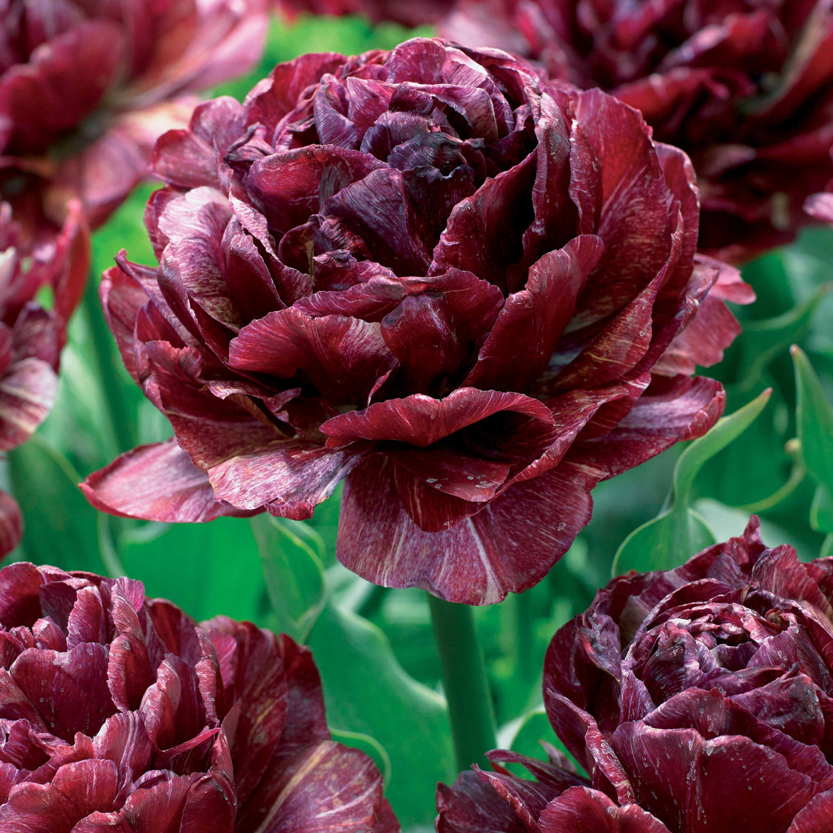 5 Tulipes à fleurs de pivoine Ronde de nuit - Willemse