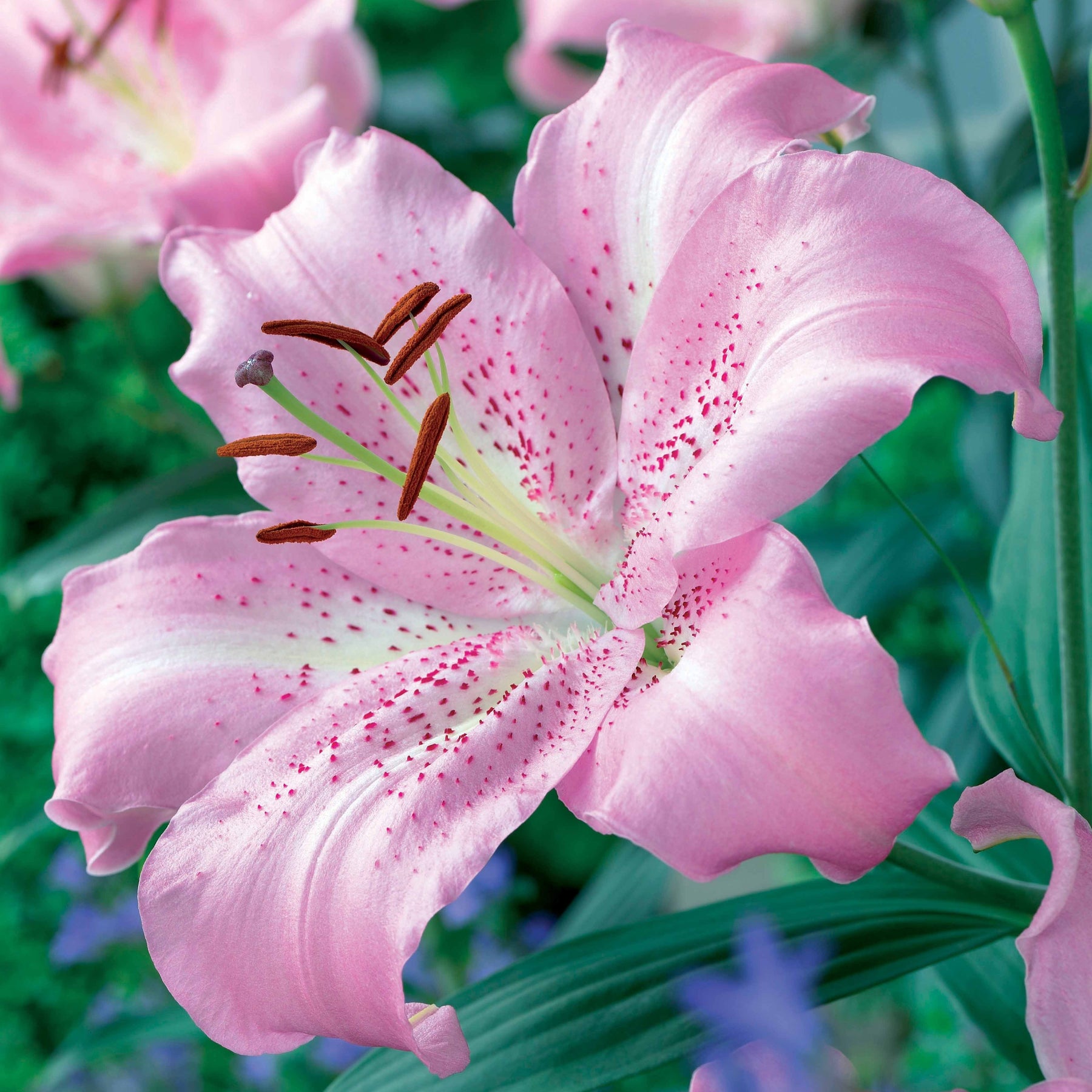 3 Lis orientaux Josephine - Lilium orientalis josephine - Willemse