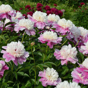 Pivoine Bowl of Beauty - Willemse
