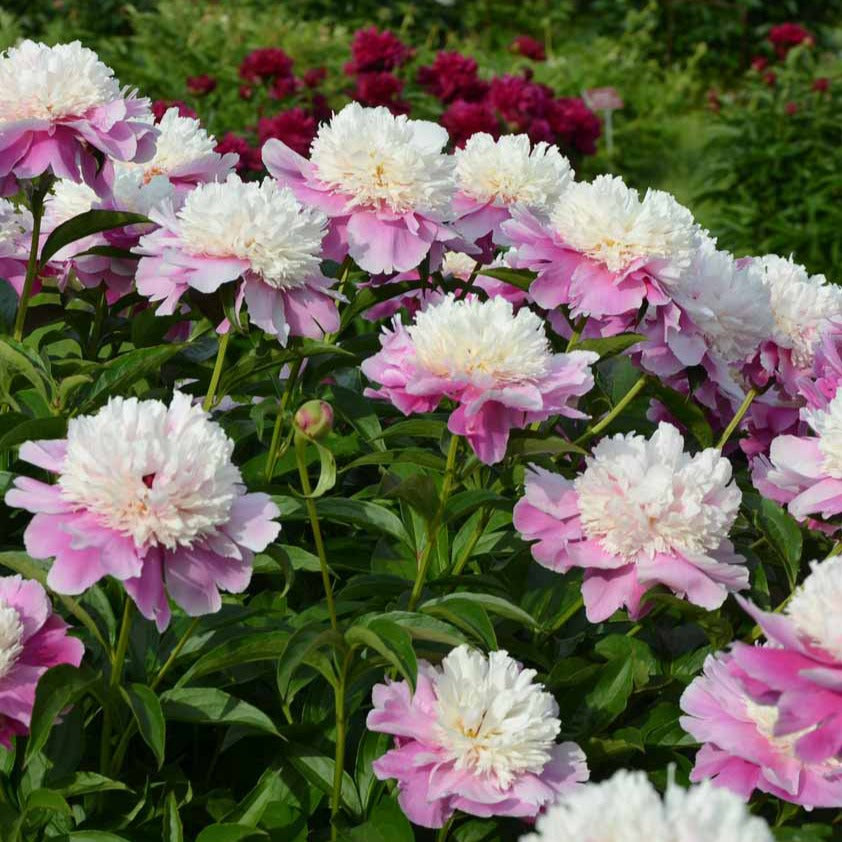 Pivoine Bowl of Beauty - Willemse