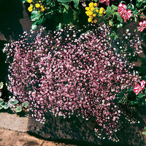 3 Gypsophiles roses - Willemse