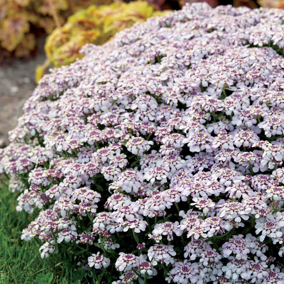Corbeille d'argent Pink Ice - Iberis - Willemse