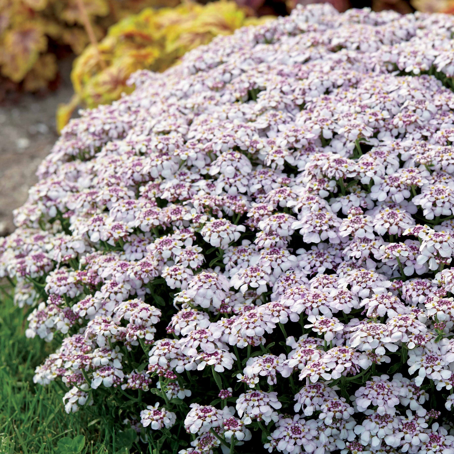 Corbeille d'argent Pink Ice - Iberis - Willemse