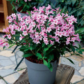 Weigelia Poupée rose - Willemse