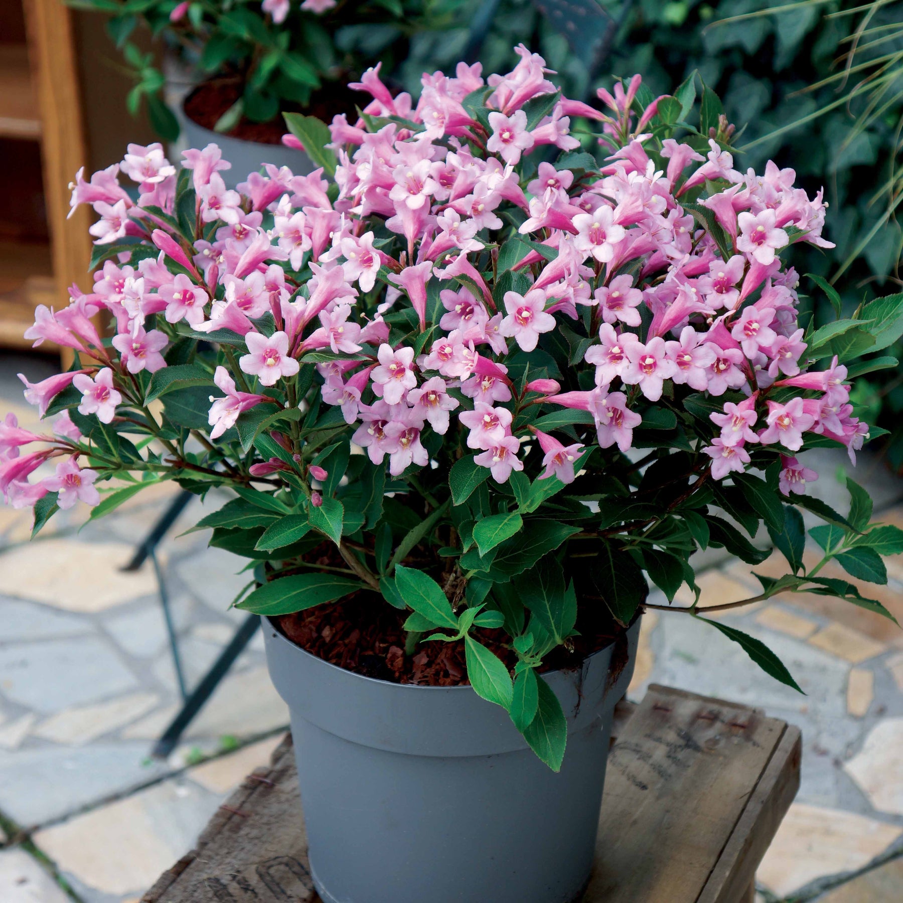 Weigelia Poupée rose - Willemse