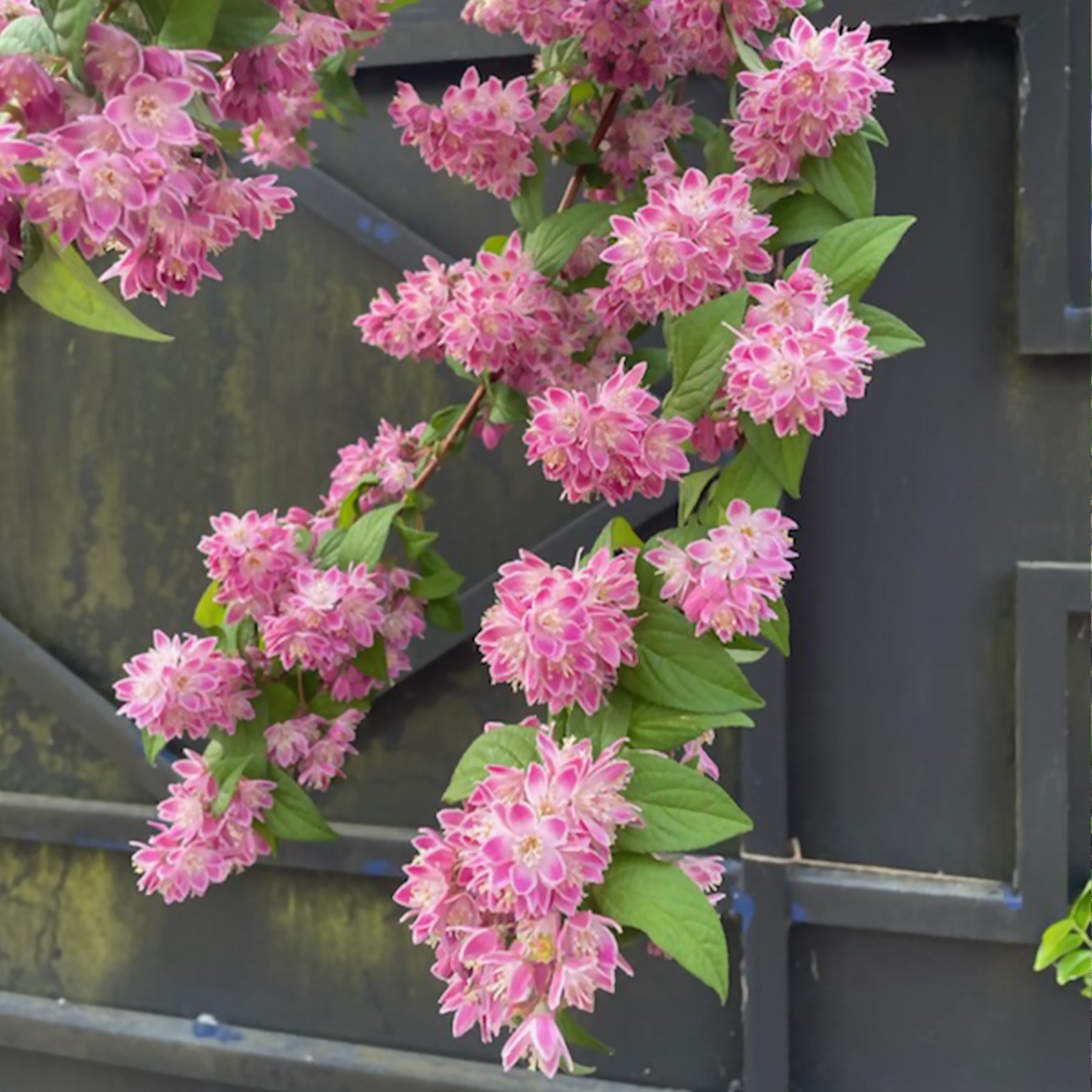 Deutzia Strawberry Field - Deutzia Champ de fraise - Deutzia